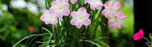  吉林东北虎多点开花击溃天津先行者