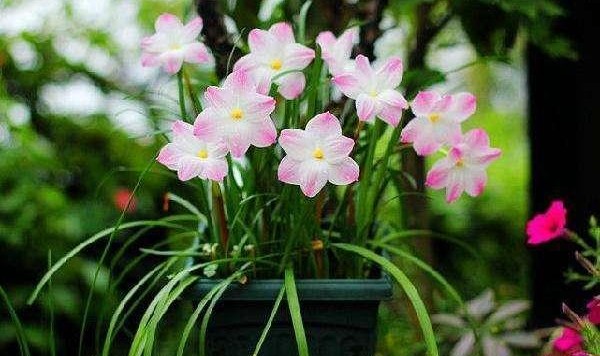  吉林东北虎多点开花击溃天津先行者